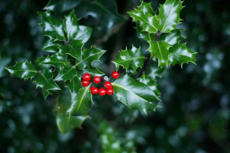 Holly and Ivy at West Dean Gardens